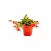 Vigoro 6 in. Christmas Cactus with Red Pot Cover 1 Vigoro 6 in. Christmas Cactus with Red Pot Cover -VIGORO Store vigoro succulents 81826 64 1000