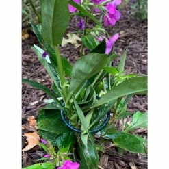 Vigoro 18 in. H x 1.50 in. W Steel Plant Prop 21 Vigoro 18 in. H x 1.50 in. W Steel Plant Prop -VIGORO Store vigoro tomato cages 611872 hd 31 1000