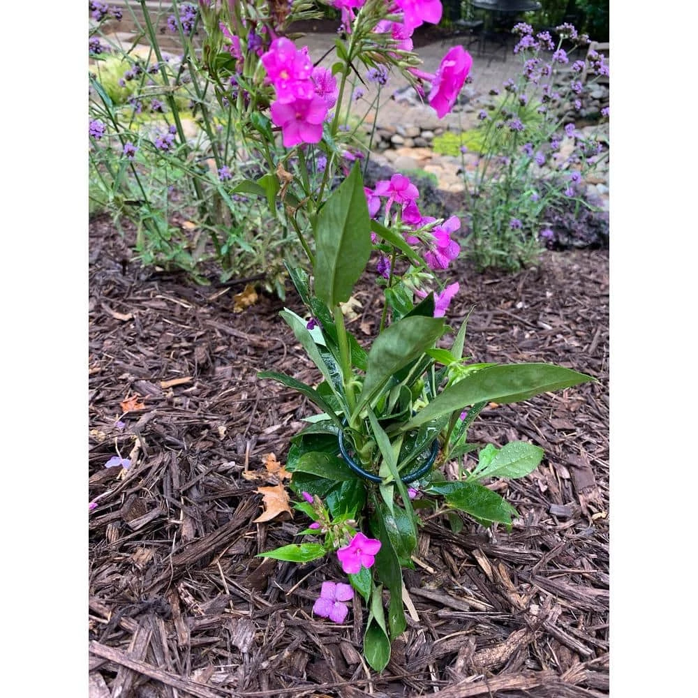 Vigoro 36 in. H x 2.24 in. W Metal Plant Prop 12 Vigoro 36 in. H x 2.24 in. W Metal Plant Prop - Image 10