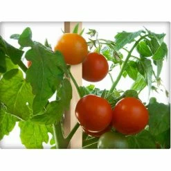 Vigoro 4 ft. Wooden Garden Stake 9 Vigoro 4 ft. Wooden Garden Stake -VIGORO Store vigoro tomato cages rc 84n 1f 1000