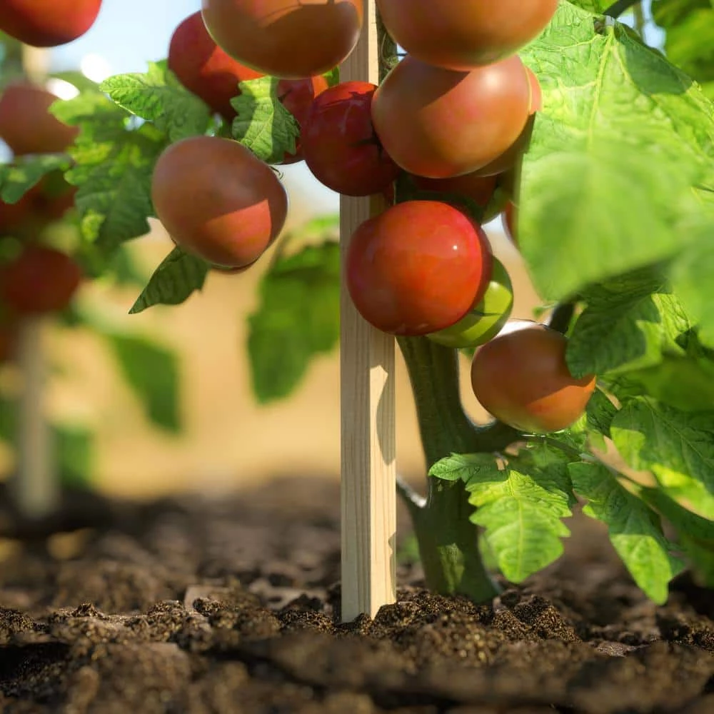 Vigoro 5 ft. Wooden Garden Stake 4 Vigoro 5 ft. Wooden Garden Stake - Image 2