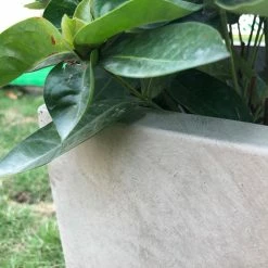 KANTE 31 in. L Rectangular Weathered Concrete/Fiberglass Indoor Outdoor Elegant Planter 17 KANTE 31 in. L Rectangular Weathered Concrete/Fiberglass Indoor Outdoor Elegant Planter -VIGORO Store weathered concrete kante plant pots osf0104b c80021 2 1f 1000