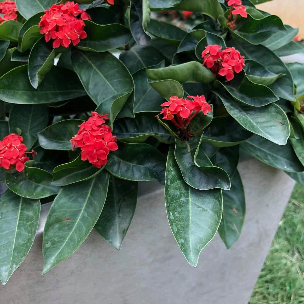 KANTE 31 in. L Rectangular Weathered Concrete/Fiberglass Indoor Outdoor Elegant Planter 5 KANTE 31 in. L Rectangular Weathered Concrete/Fiberglass Indoor Outdoor Elegant Planter - Image 3