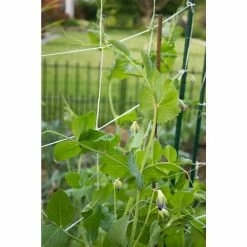 Vigoro 5 ft. x 8 ft. Sturdy Garden Trellis 13 Vigoro 5 ft. x 8 ft. Sturdy Garden Trellis -VIGORO Store white vigoro tomato cages t008avg 1f 1000