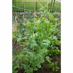 Vigoro 5 ft. x 8 ft. Sturdy Garden Trellis